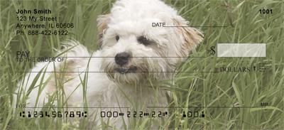 Havanese