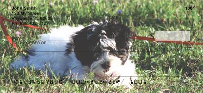 Havanese