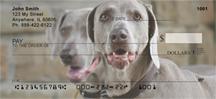 Weimaraners