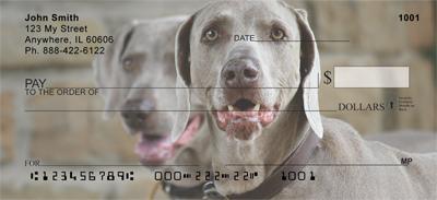 Weimaraners