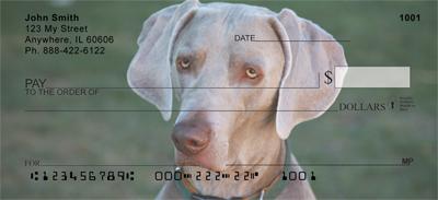 Weimaraners