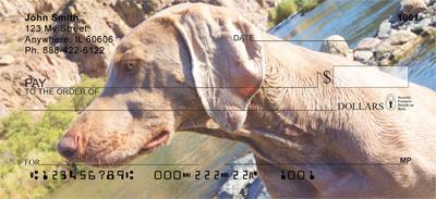 Weimaraners