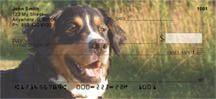 Bernese Mountain Dogs