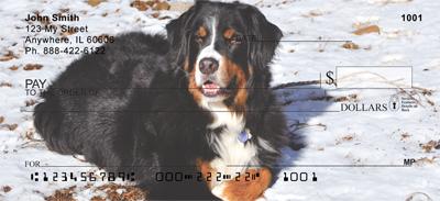 Bernese Mountain Dogs