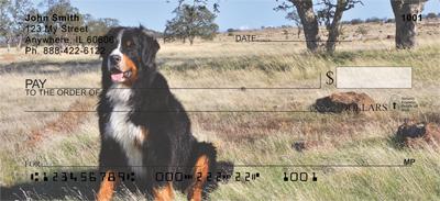 Bernese Mountain Dogs