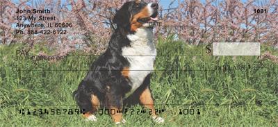 Bernese Mountain Dogs