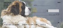 Saint Bernards