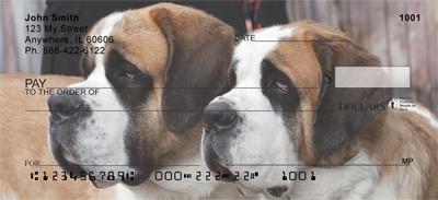 Saint Bernards