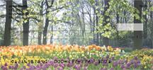 Spring Has Sprung
