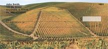 Sprawling Vineyards