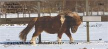 Shetland Ponies