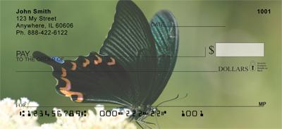 Black Swallowtails