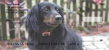Dark Dachshunds