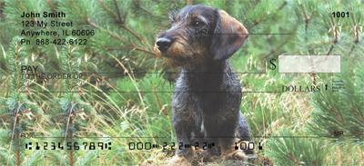Dark Dachshunds