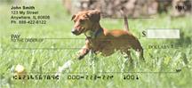 Playful Dachshunds