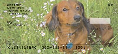 Playful Dachshunds