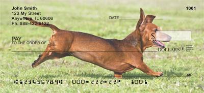 Playful Dachshunds
