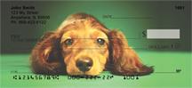 Adorable Dachshunds