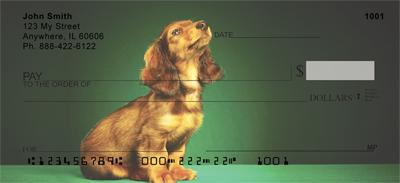 Adorable Dachshunds