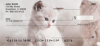 Persian Kittens