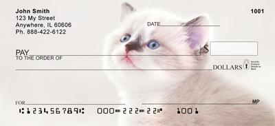 Persian Kittens