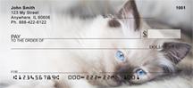 Ragdoll Kittens