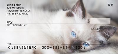 Ragdoll Kittens