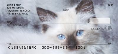 Ragdoll Kittens
