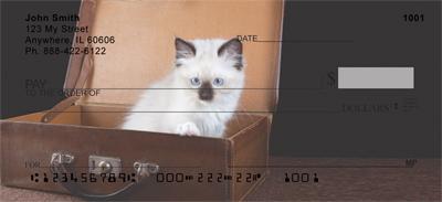 Ragdoll Kittens