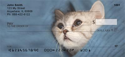 Scottish Fold Cats