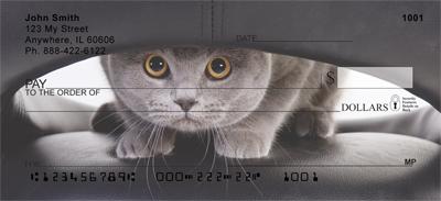 Scottish Fold Cats