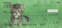 Tabby Kittens