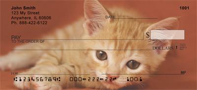 Tabby Kittens