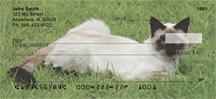 Frisky Siamese