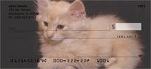 Bobtail Cats