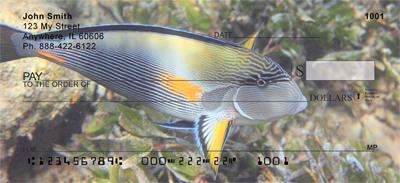 Surgeonfish