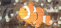Clown Fish