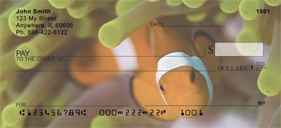 Clown Fish