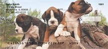 Boxer Puppies