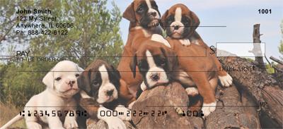 Boxer Puppies