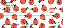 Crazy About Ladybugs