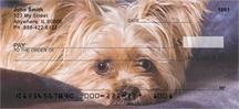 Adorable Yorkies
