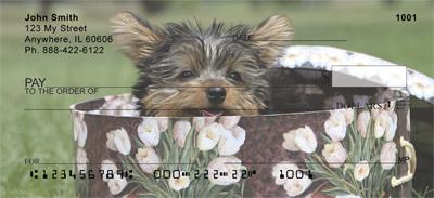 Adorable Yorkies