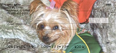 Adorable Yorkies