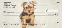 Yorkie Pups