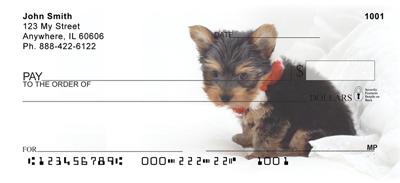 Yorkie Pups