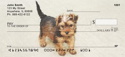 Yorkie Pups