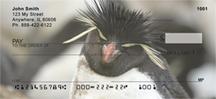 Rockhopper Penguins