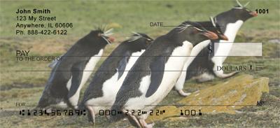 Rockhopper Penguins