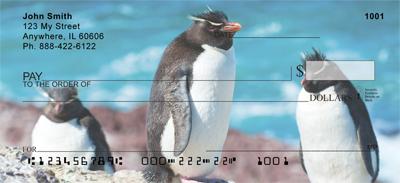 Rockhopper Penguins